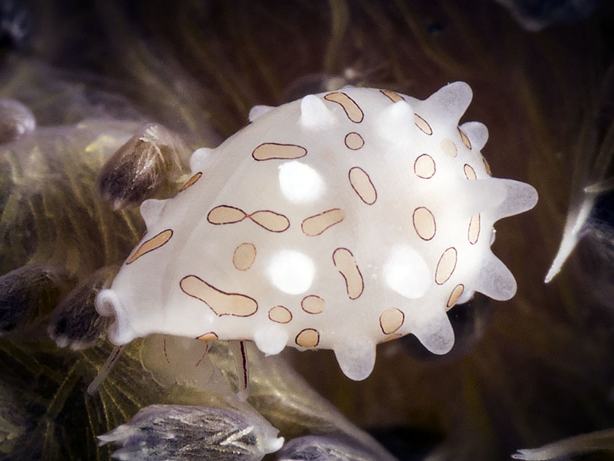 Diminovula margarita